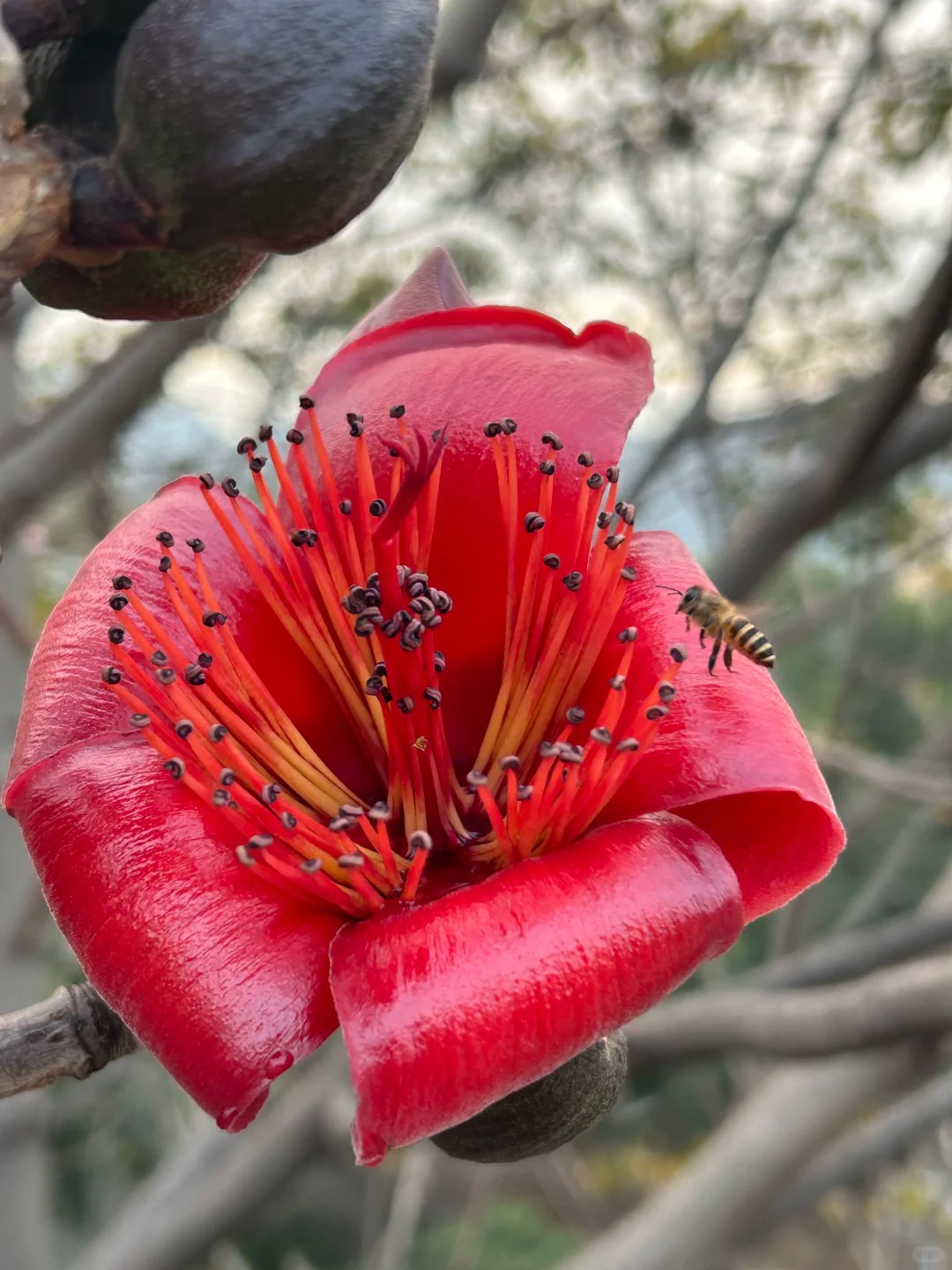 Vì sao hoa gạo thắp lửa đỏ rực cả góc trời nhưng người xưa dặn tuyệt đối không trồng sát nhà hay cắm làm cảnh?- Ảnh 29.