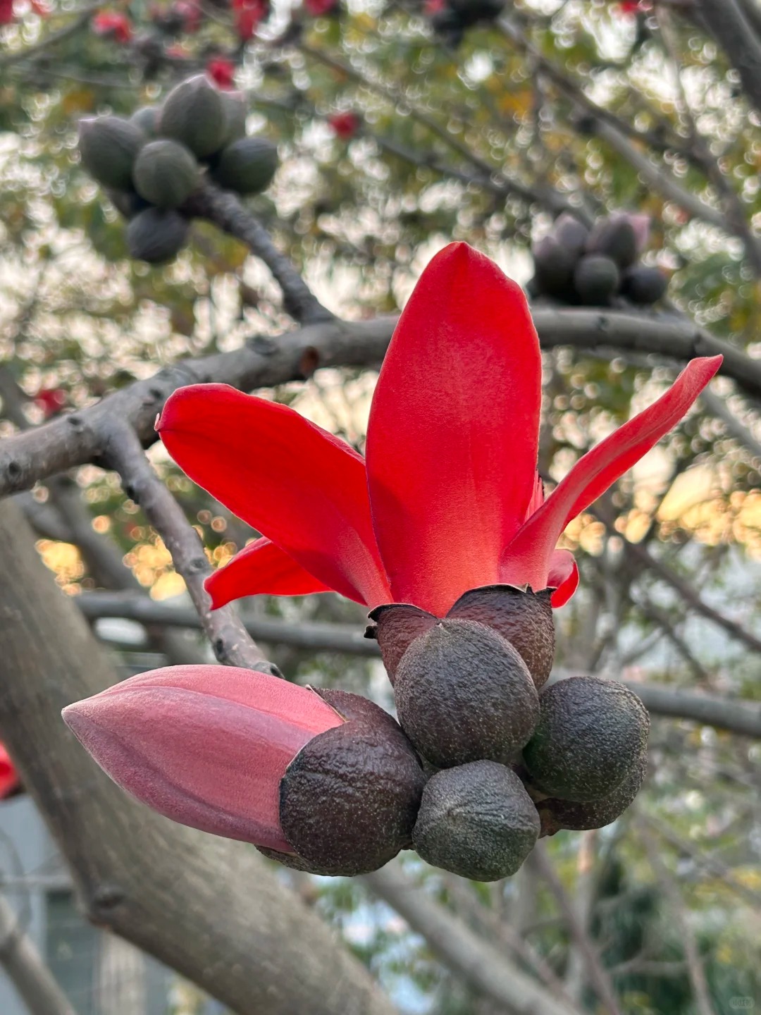 Vì sao hoa gạo thắp lửa đỏ rực cả góc trời nhưng người xưa dặn tuyệt đối không trồng sát nhà hay cắm làm cảnh?- Ảnh 30.