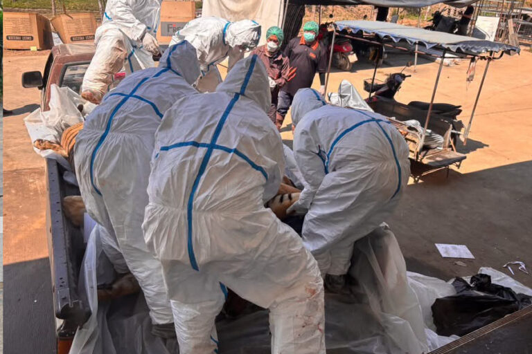 72 con hổ chết vì dịch bệnh tại Thái Lan, 108 người từng tiếp xúc đang được theo dõi sức khỏe- Ảnh 2.