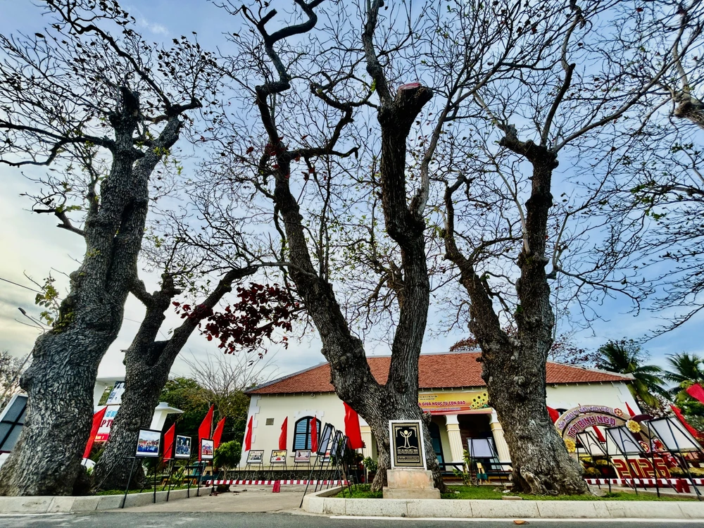 côn đảo,bàng cổ thụ,mùa thay lá