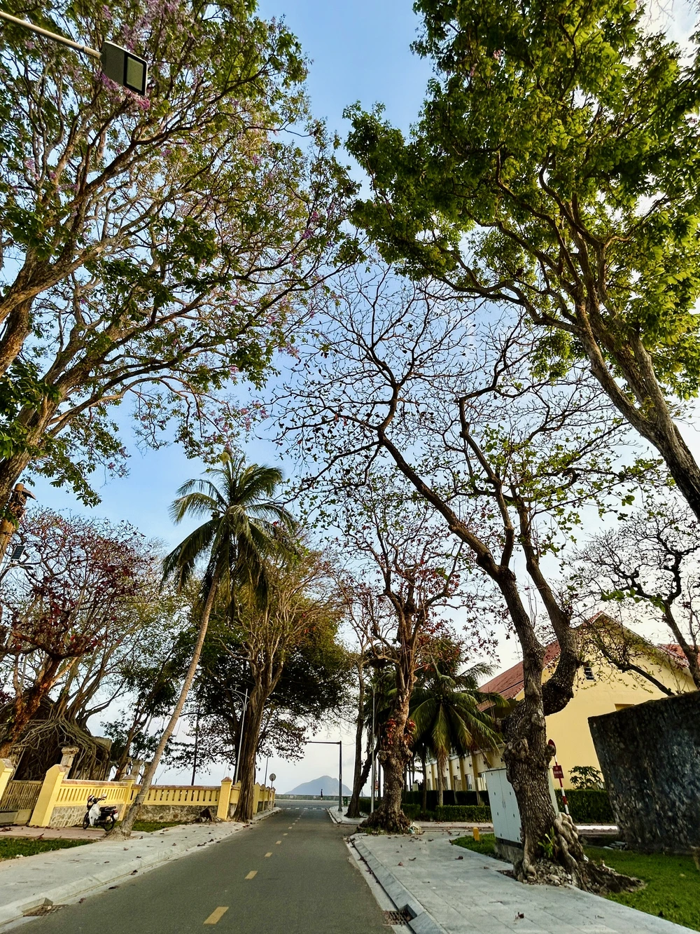 côn đảo,bàng cổ thụ,mùa thay lá