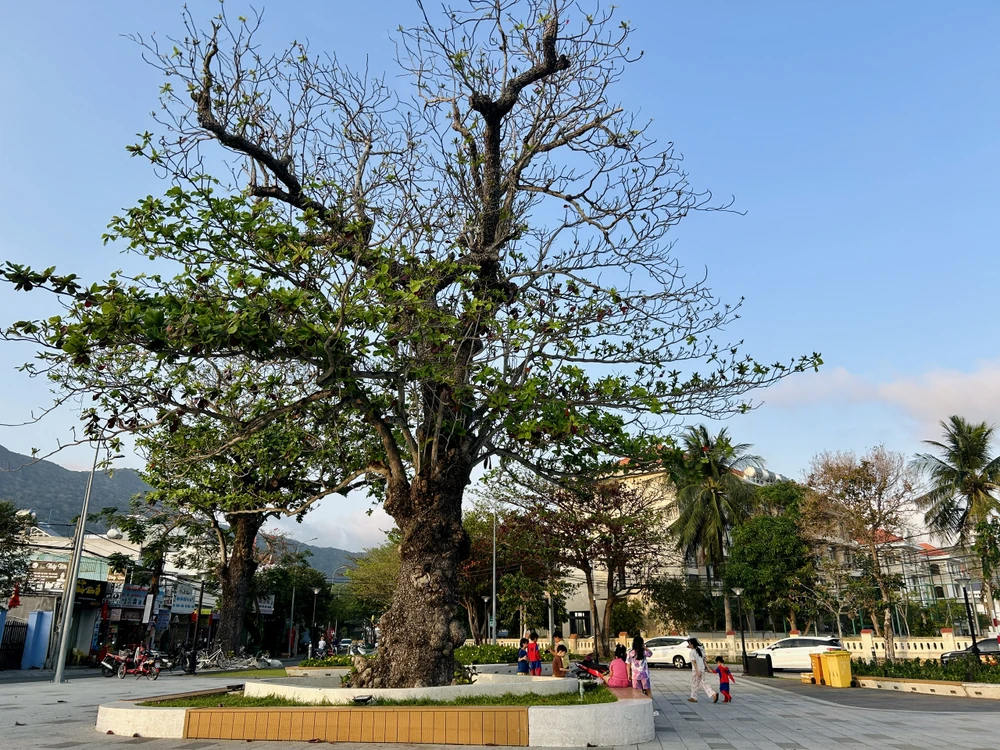 côn đảo,bàng cổ thụ,mùa thay lá