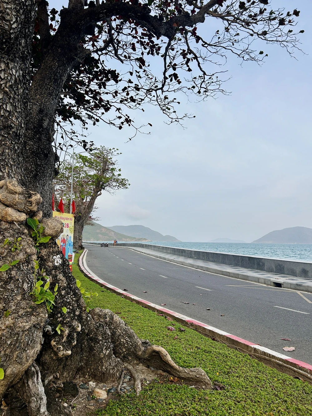 côn đảo,bàng cổ thụ,mùa thay lá