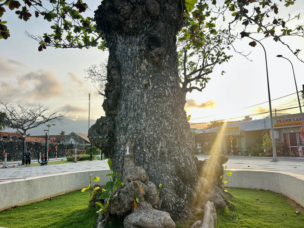 côn đảo,bàng cổ thụ,mùa thay lá