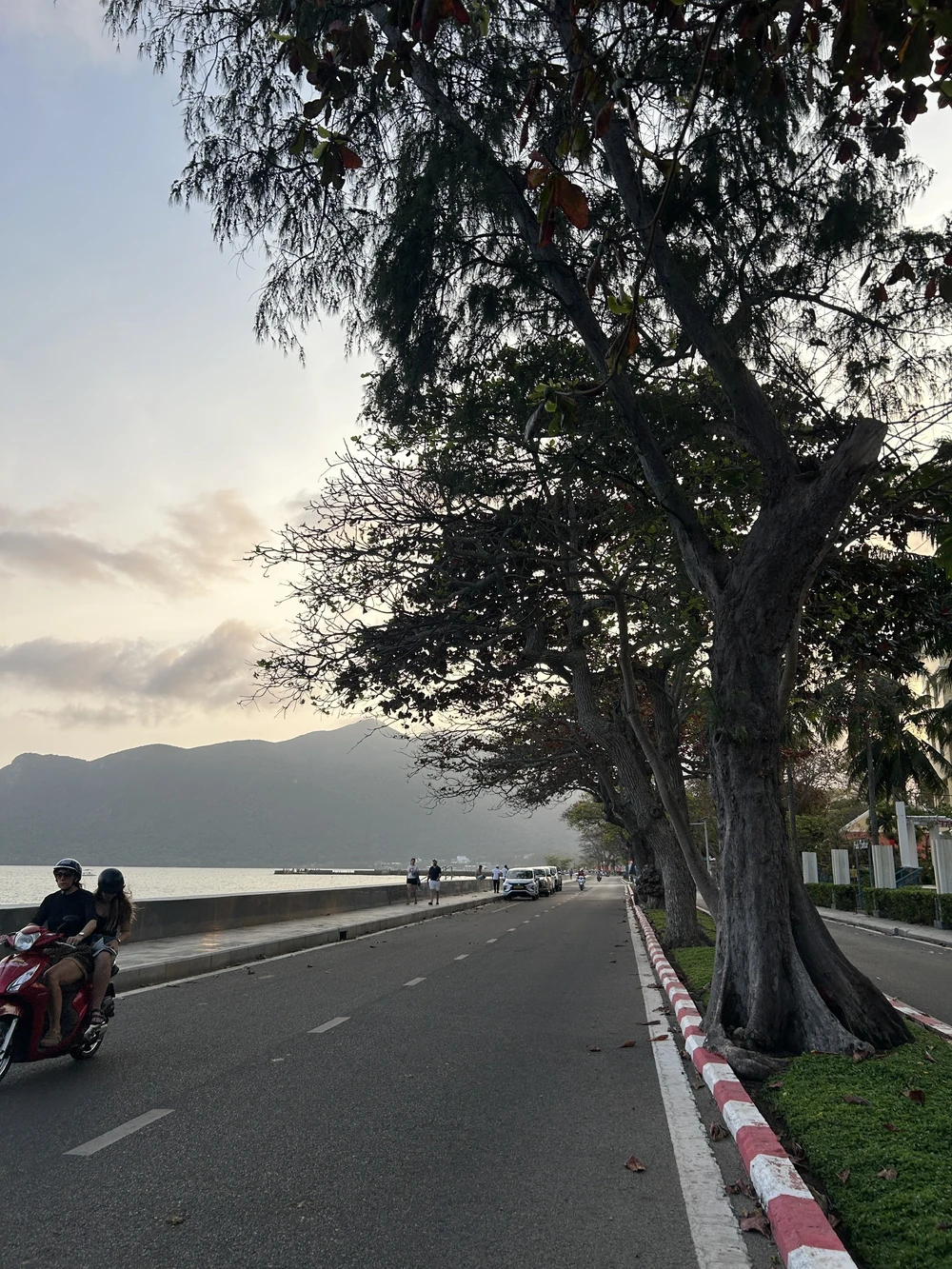 côn đảo,bàng cổ thụ,mùa thay lá