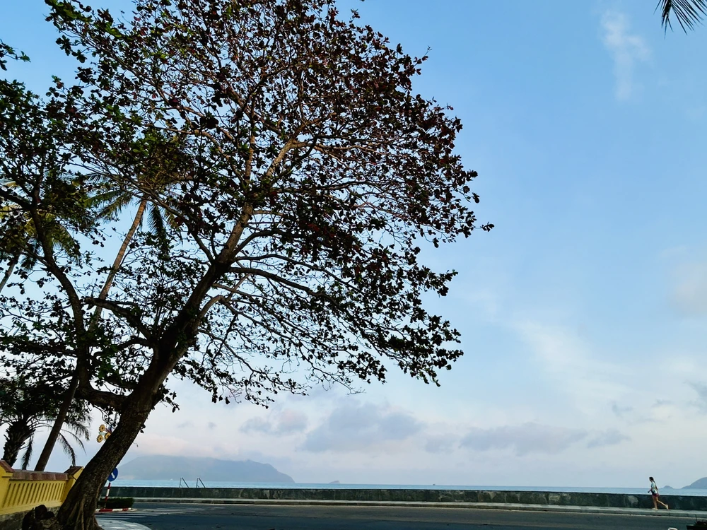côn đảo,bàng cổ thụ,mùa thay lá