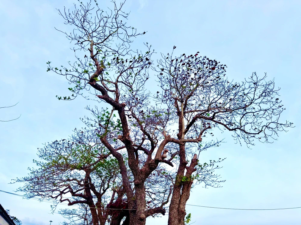 côn đảo,bàng cổ thụ,mùa thay lá