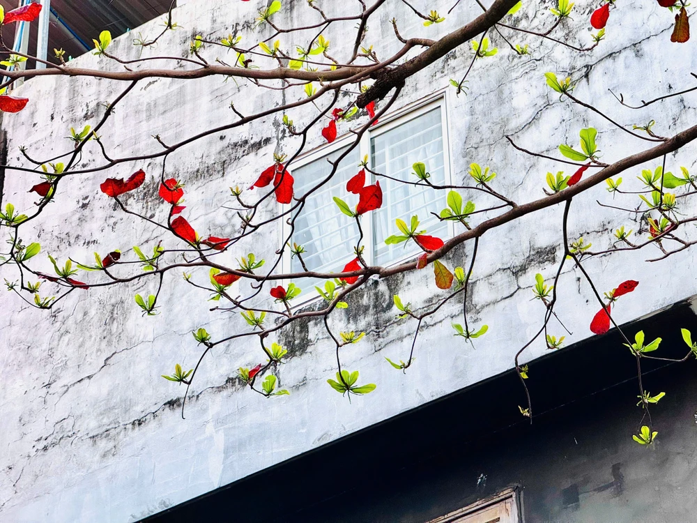 côn đảo,bàng cổ thụ,mùa thay lá