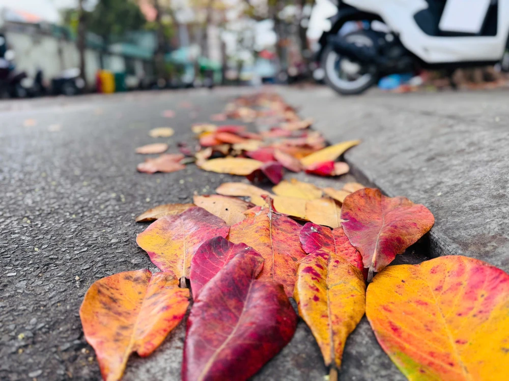 côn đảo,bàng cổ thụ,mùa thay lá