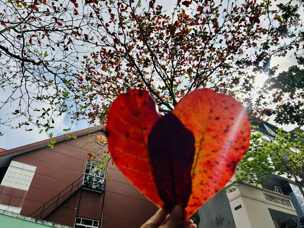 côn đảo,bàng cổ thụ,mùa thay lá