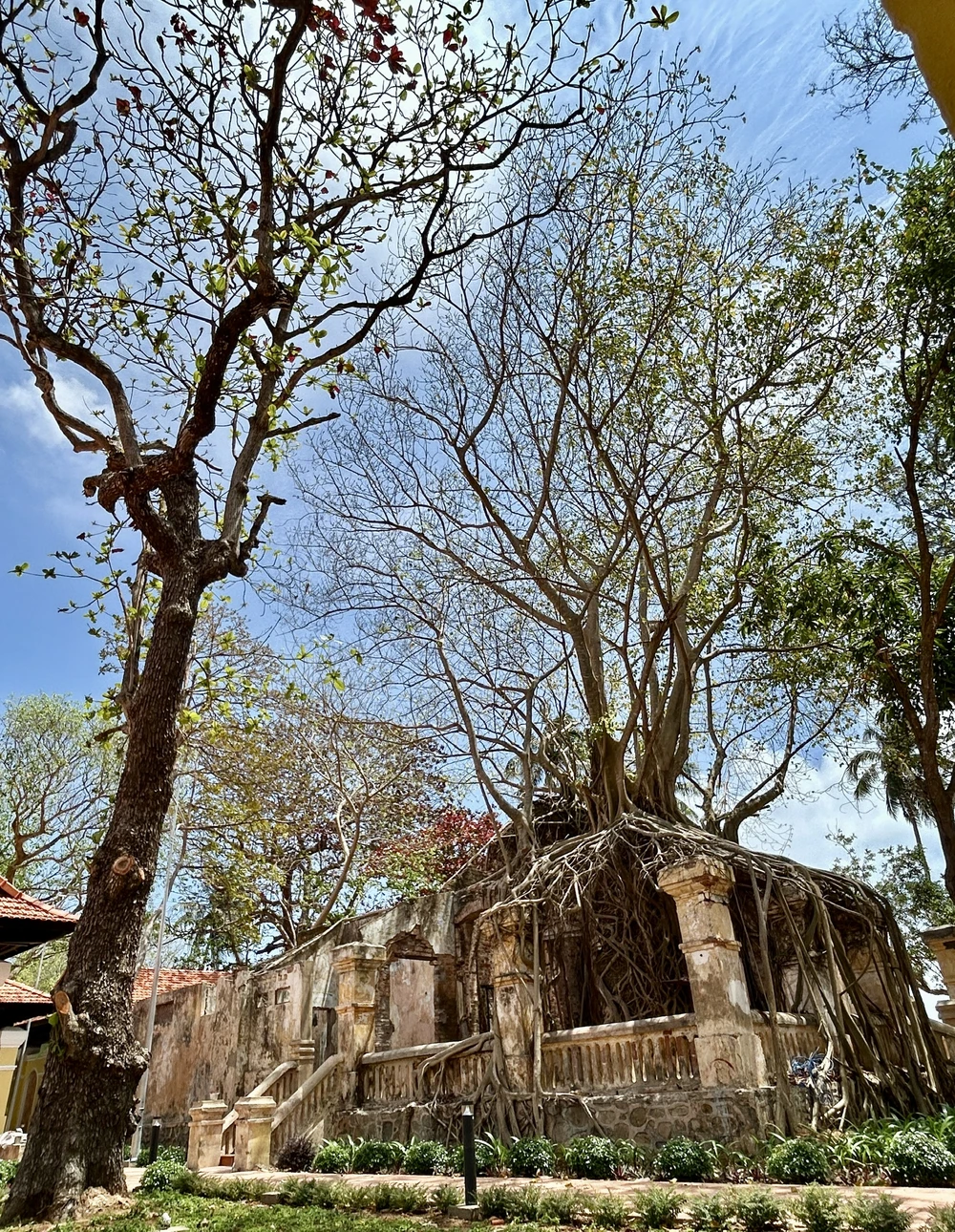 côn đảo,bàng cổ thụ,mùa thay lá