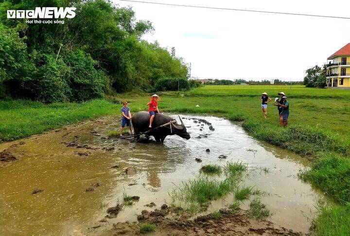 Khám phá ngôi làng Việt lọt top đẹp nhất thế giới 9 Ngoài tham quan rừng dừa, du khách có thể trải nghiệm cấy lúa, trồng rau, cưỡi trâu hay “Một ngày làm nông dân” khi đến Cẩm Thanh.