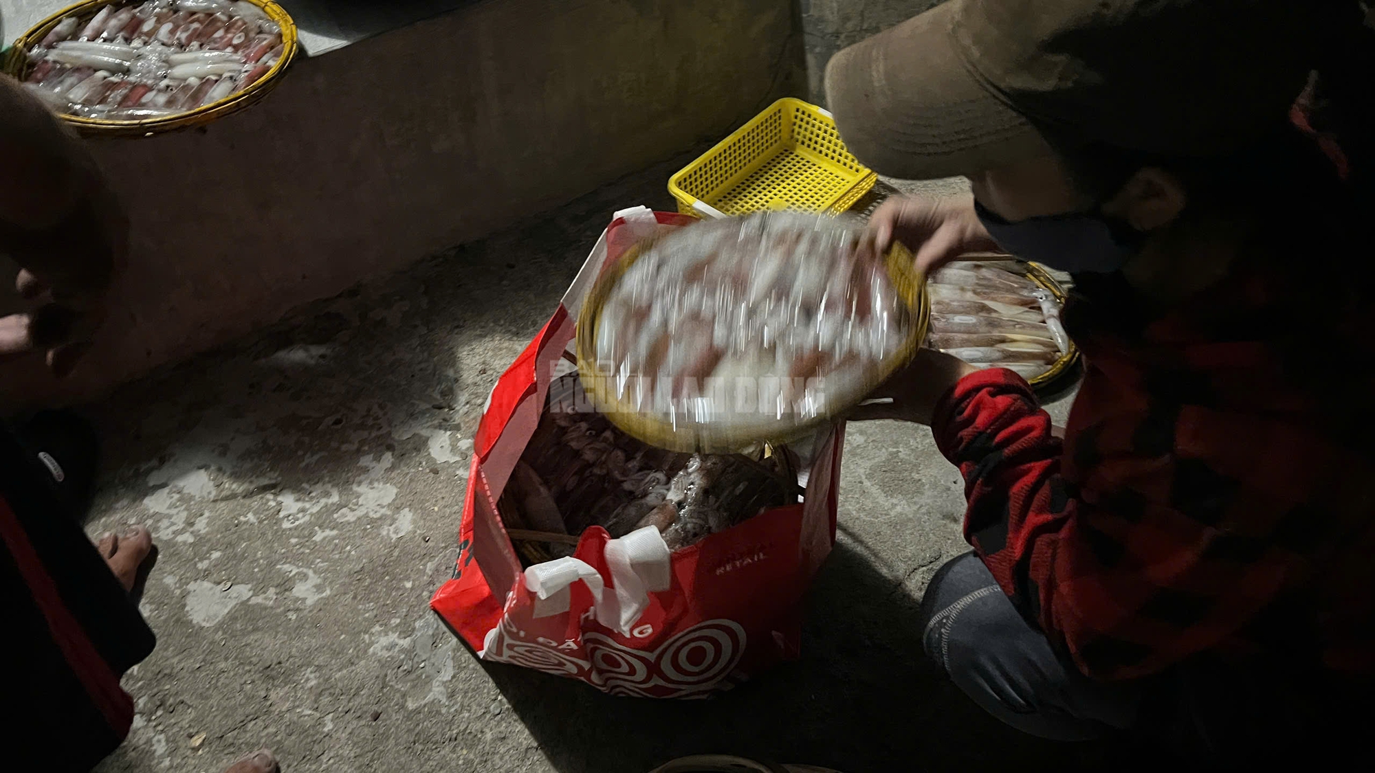 Ngư dân Huế thu tiền triệu từ mực tươi nhờ quản lý IUU hiệu quả năm 2026 - Ảnh 2. Ngư dân Huế thu tiền triệu từ mực tươi nhờ quản lý IUU hiệu quả năm 2026 - Ảnh 2.