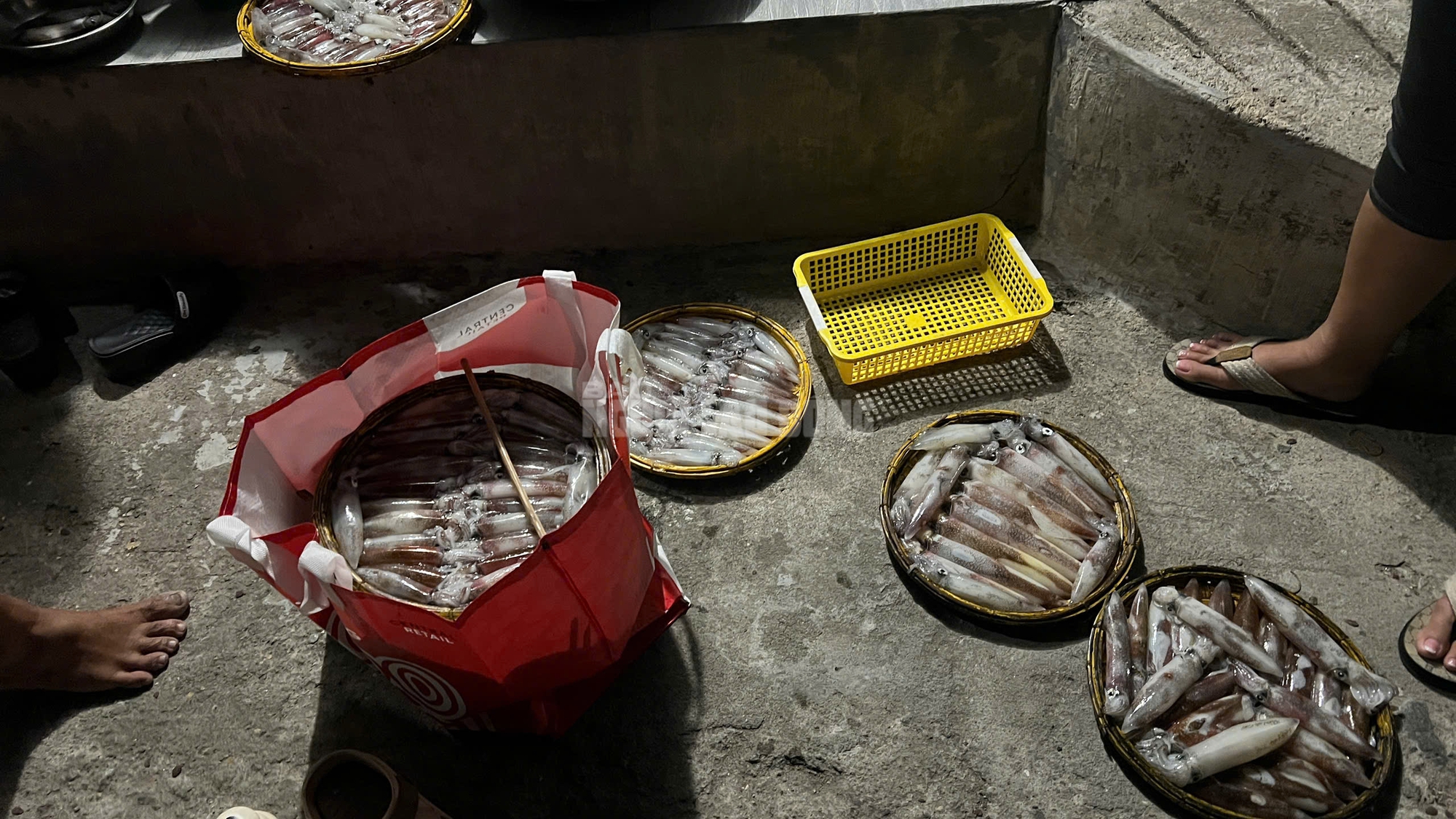 Ngư dân Huế thu tiền triệu từ mực tươi nhờ quản lý IUU hiệu quả năm 2026 - Ảnh 3. Ngư dân Huế thu tiền triệu từ mực tươi nhờ quản lý IUU hiệu quả năm 2026 - Ảnh 3.