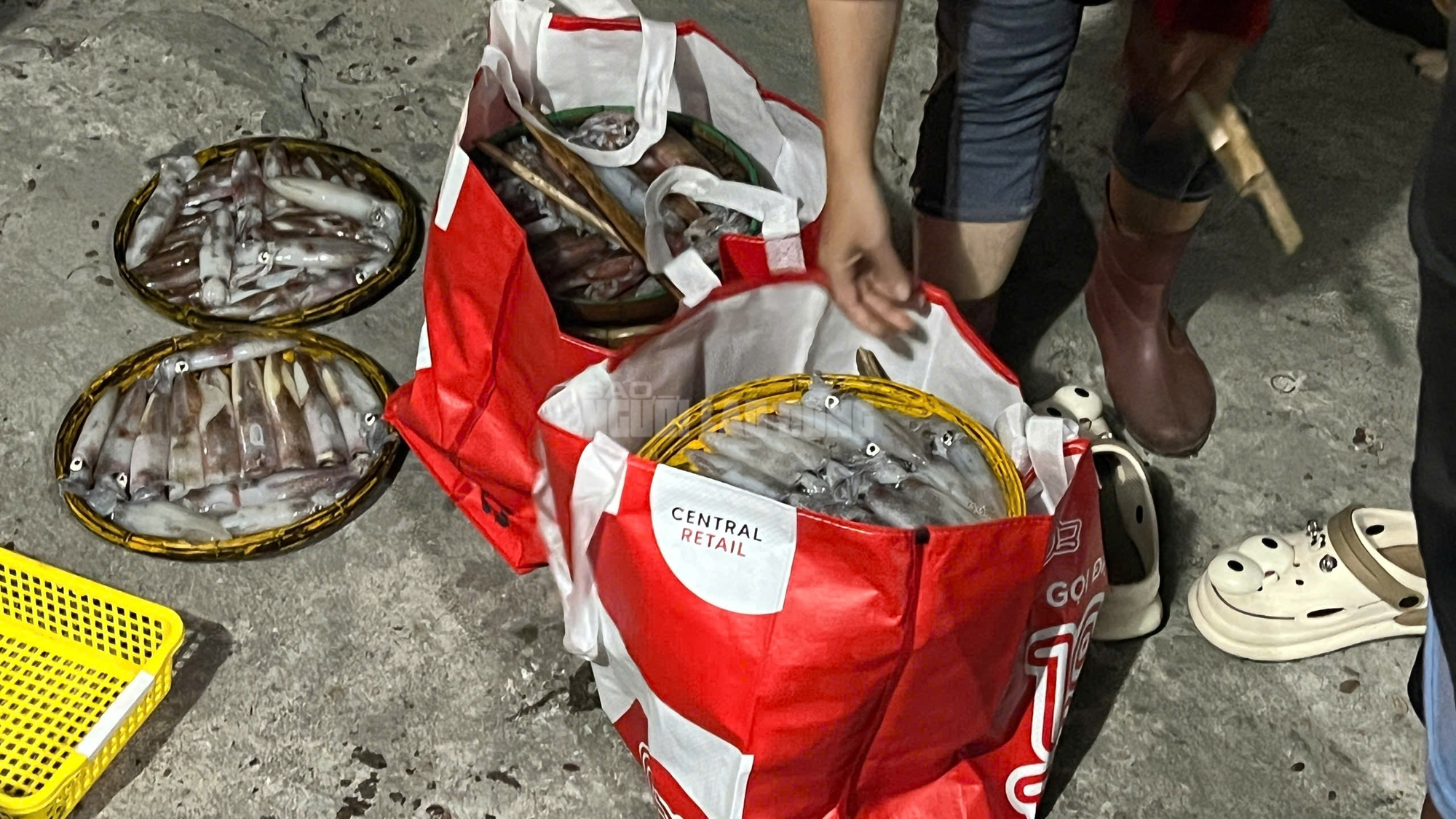 Ngư dân Huế thu tiền triệu từ mực tươi nhờ quản lý IUU hiệu quả năm 2026 - Ảnh 12. Ngư dân Huế thu tiền triệu từ mực tươi nhờ quản lý IUU hiệu quả năm 2026 - Ảnh 12.