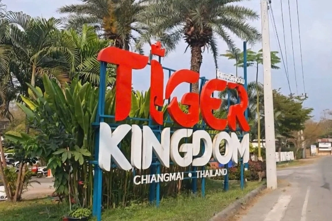 72 con hổ chết tại khu du lịch Thái Lan 2 Khu du lịch Tiger Kingdom trên đường Mae Rim ở Chiang Mai hiện đóng cửa sau vụ hổ chết hàng loạt. Ảnh: Panumate Tanraksa.