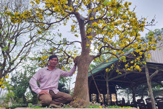 Gốc Hoàng mai Huế cổ thụ được anh Hùng chăm nở đúng dịp Tết. Ảnh: Võ Thạnh