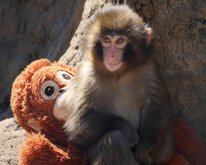 Khỉ Punch bên thú nhồi bông trong sở thú ngày 19/2. Ảnh: AFP