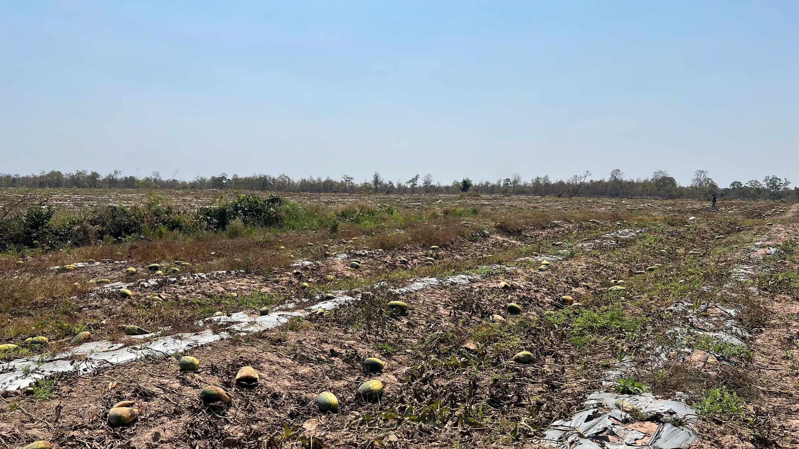 dưa hấu - Ảnh 2.