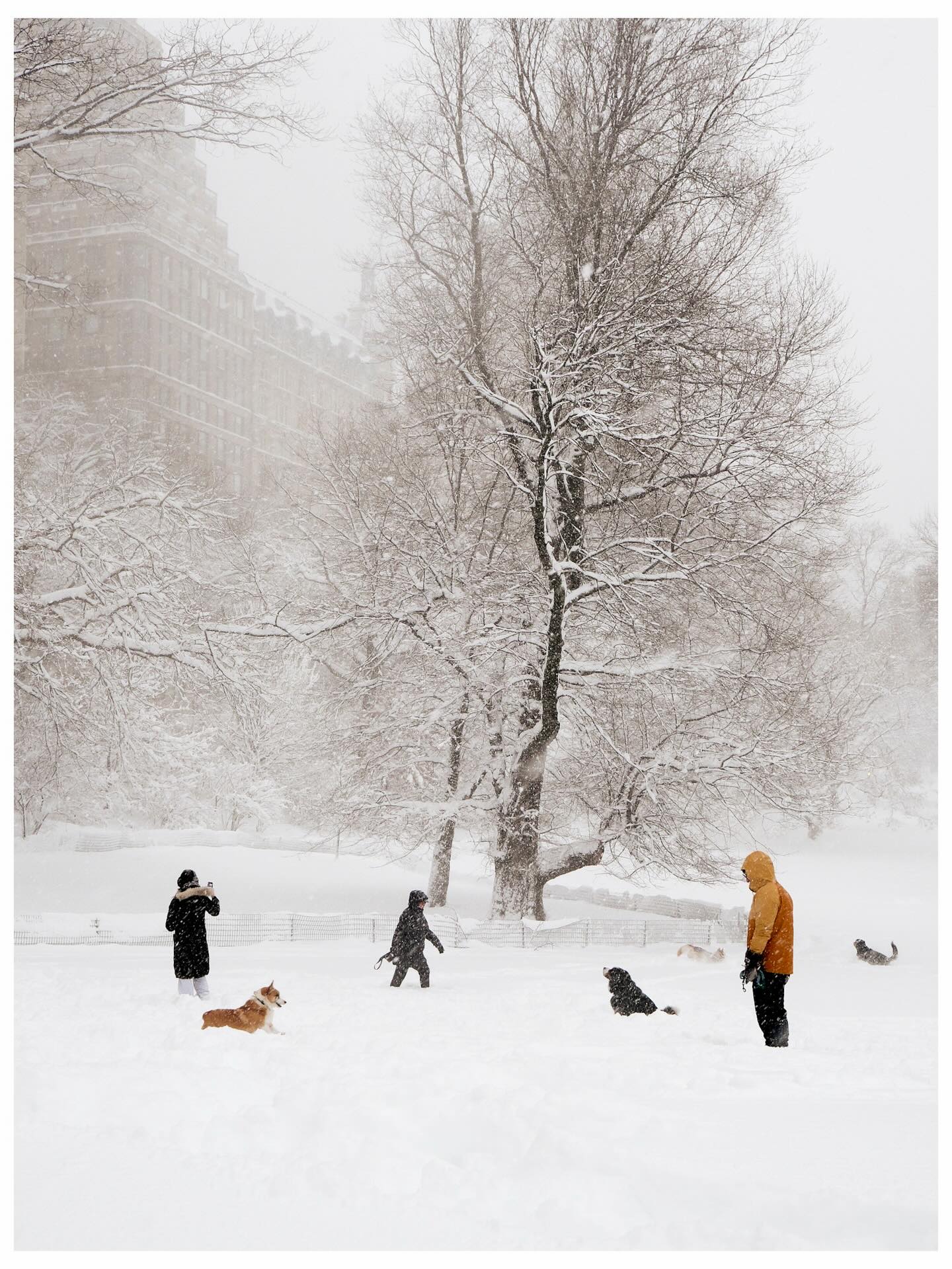 Phía sau khung cảnh New York trắng xóa như cổ tích những ngày này- Ảnh 3. Phía sau khung cảnh New York trắng xóa như cổ tích những ngày này- Ảnh 3.