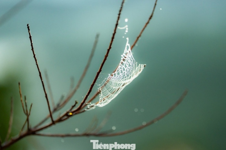 Kỳ thú săn mây ở Măng Đen 11 Sương mù bám vào tơ nhện.