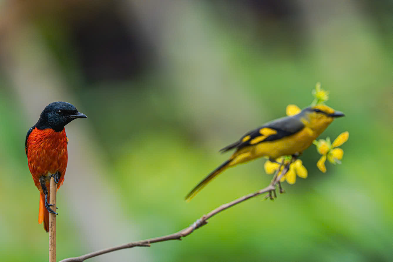 Hồng tước, Hoàng tước, Họa mi về Công viên Tưởng niệm nạn nhân COVID-19 2 hồng tước - Ảnh 2.