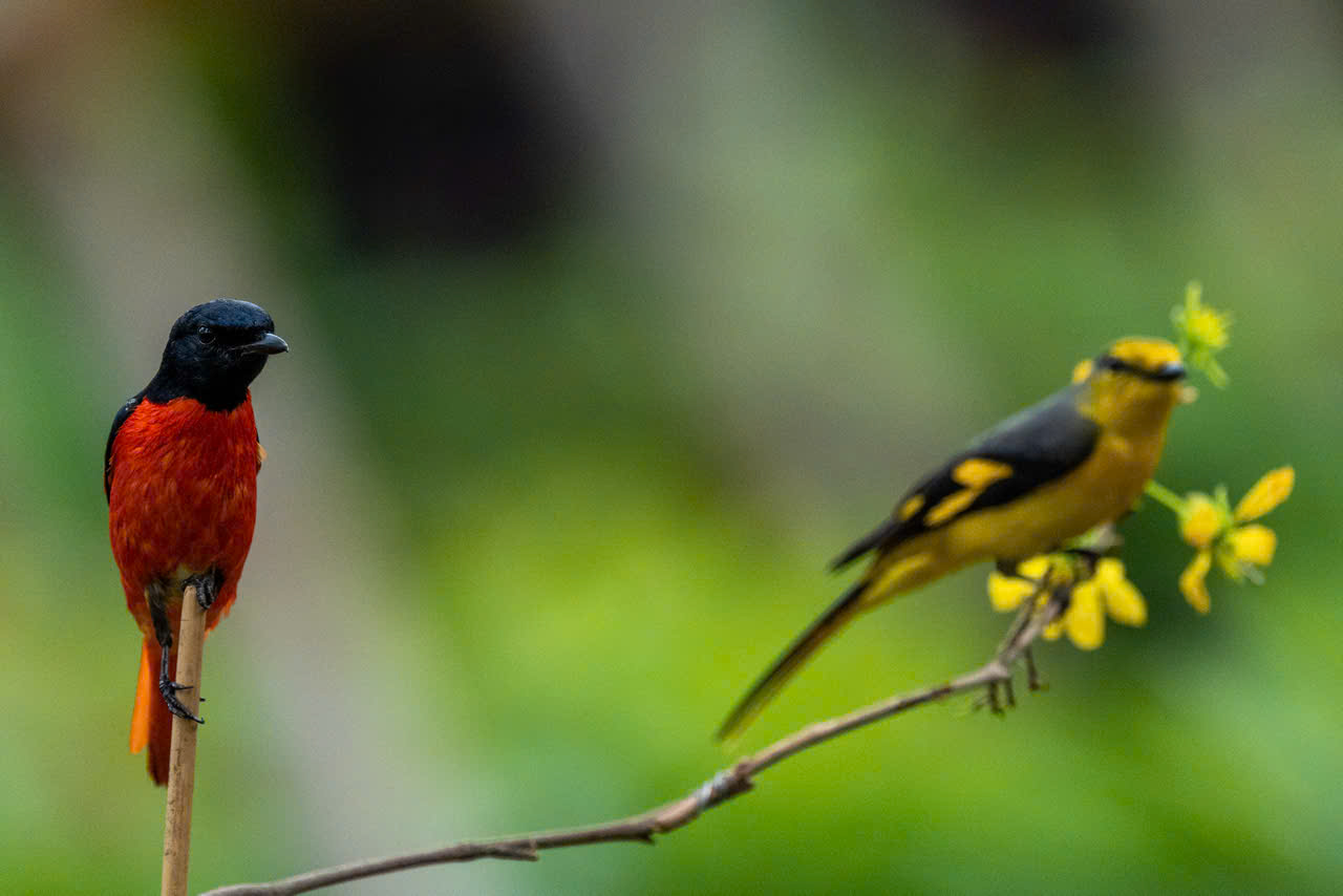 Hồng tước, Hoàng tước, Họa mi về Công viên Tưởng niệm nạn nhân COVID-19 4 hồng tước - Ảnh 4.
