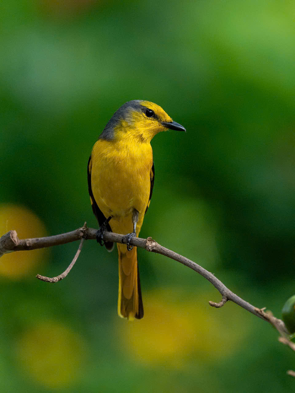 Hồng tước, Hoàng tước, Họa mi về Công viên Tưởng niệm nạn nhân COVID-19 8 hồng tước - Ảnh 8.