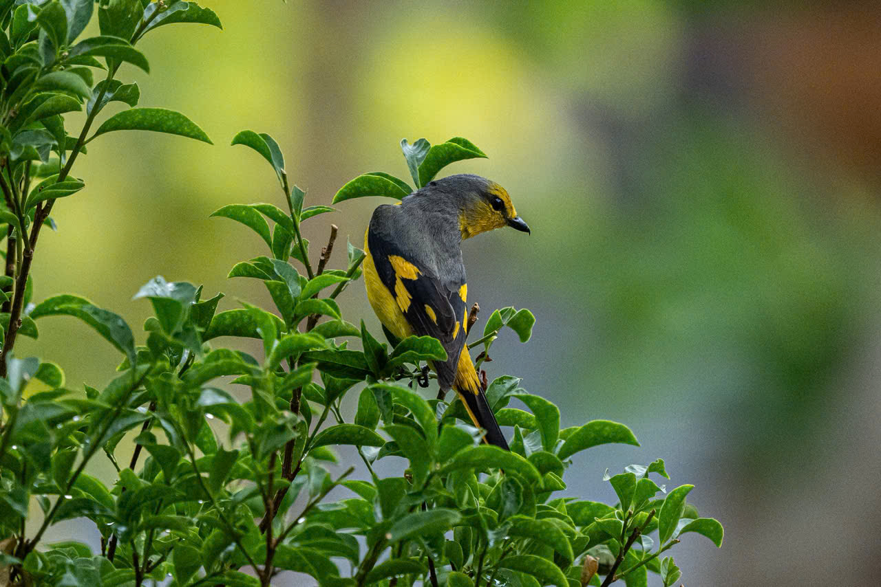 Hồng tước, Hoàng tước, Họa mi về Công viên Tưởng niệm nạn nhân COVID-19 10 hồng tước - Ảnh 10.