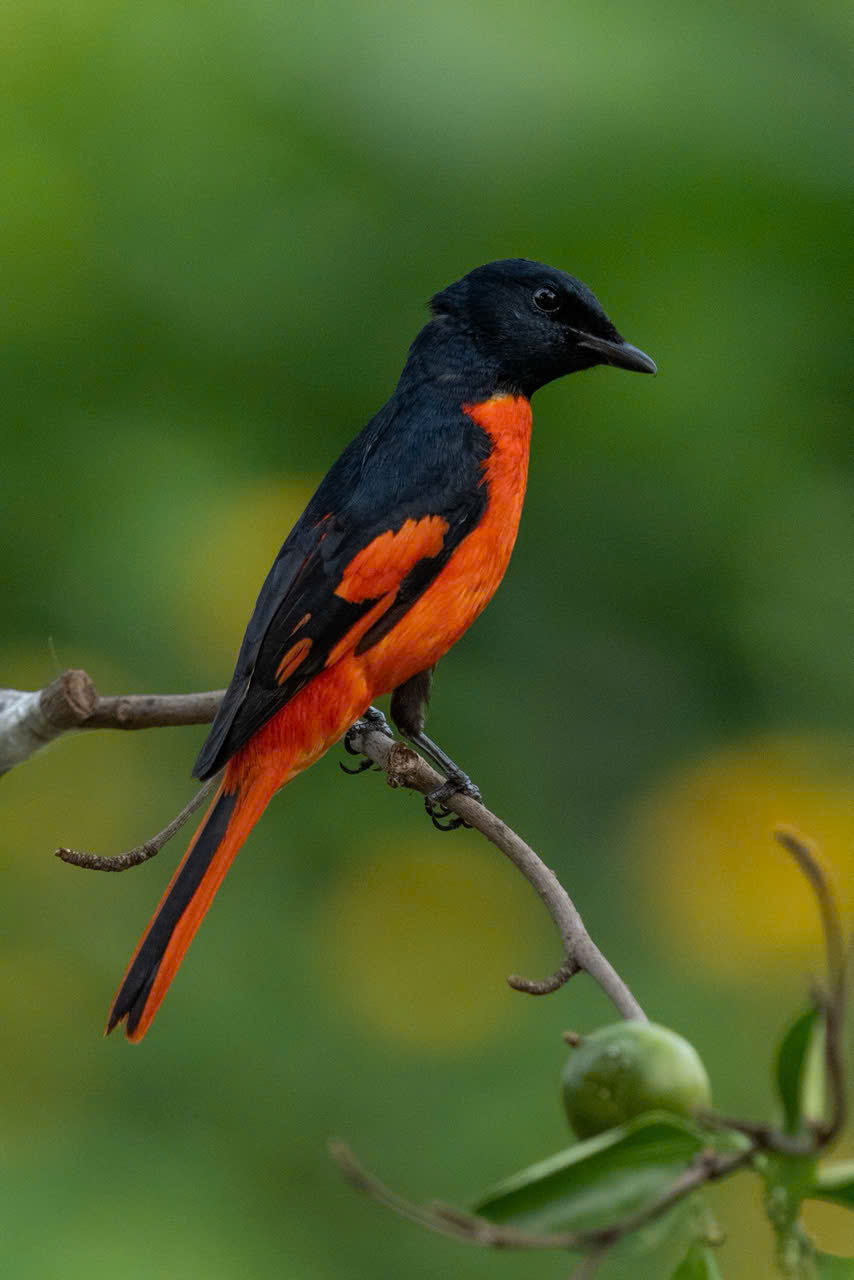 Hồng tước, Hoàng tước, Họa mi về Công viên Tưởng niệm nạn nhân COVID-19 11 hồng tước - Ảnh 11.