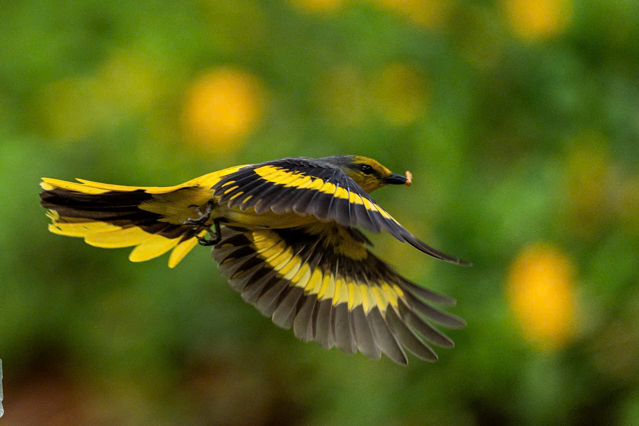 Hồng tước, Hoàng tước, Họa mi về Công viên Tưởng niệm nạn nhân COVID-19 12 hồng tước - Ảnh 12.