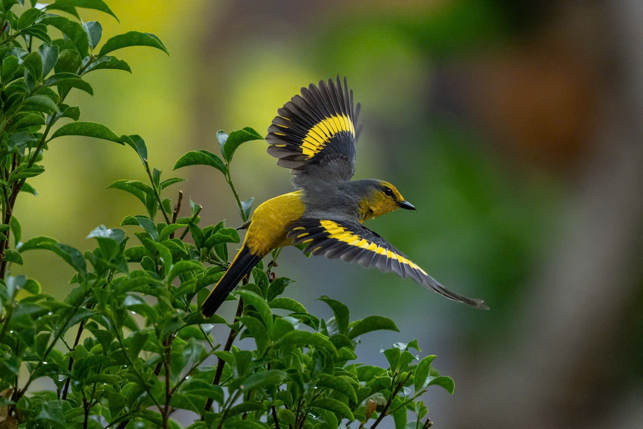Hồng tước, Hoàng tước, Họa mi về Công viên Tưởng niệm nạn nhân COVID-19 13 hồng tước - Ảnh 13.