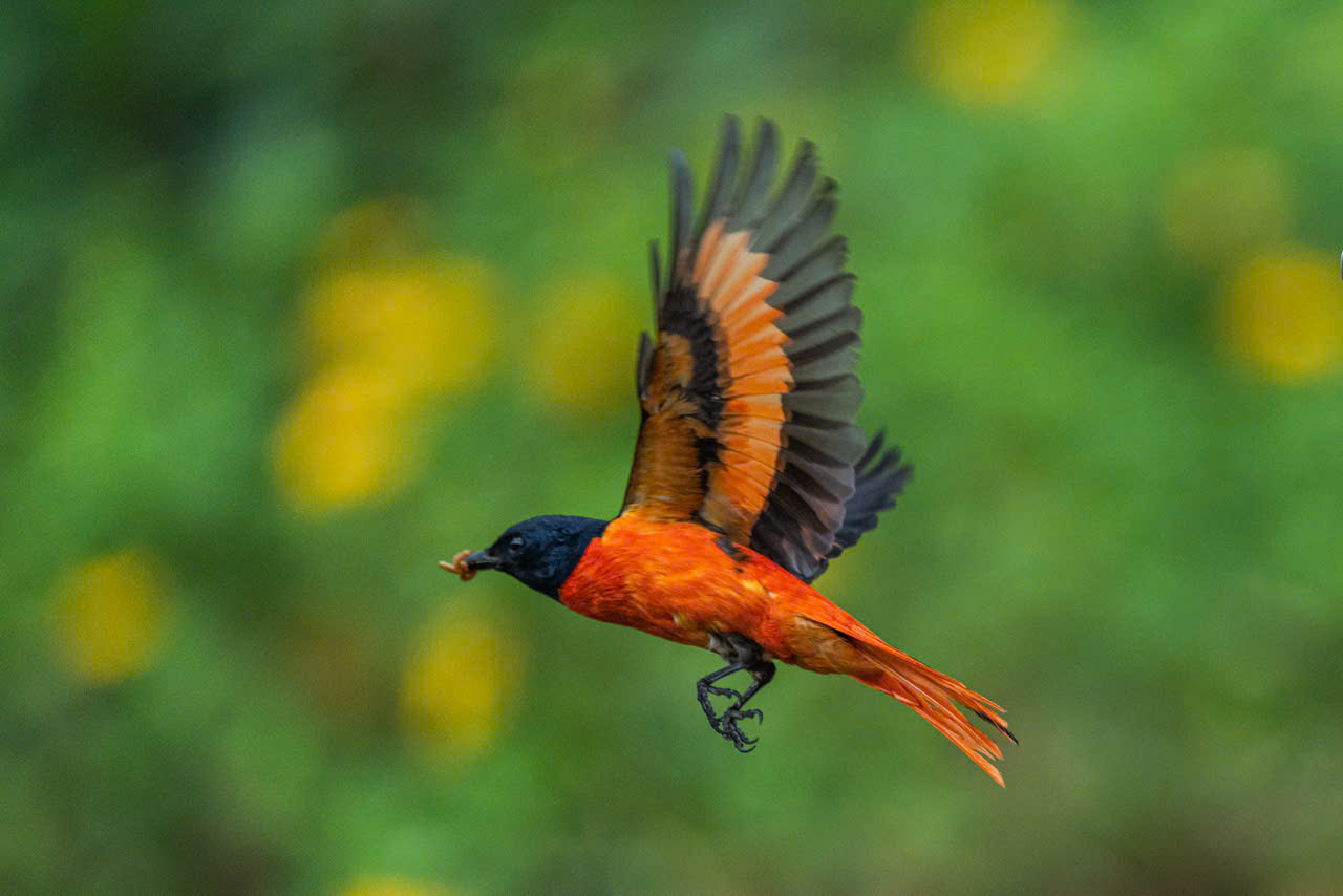 Hồng tước, Hoàng tước, Họa mi về Công viên Tưởng niệm nạn nhân COVID-19 15 hồng tước - Ảnh 15.