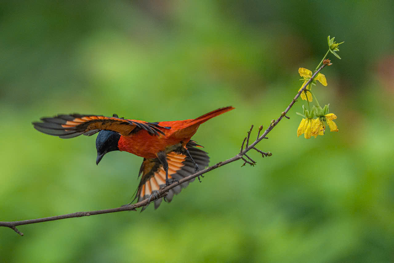 Hồng tước, Hoàng tước, Họa mi về Công viên Tưởng niệm nạn nhân COVID-19 16 hồng tước - Ảnh 16.
