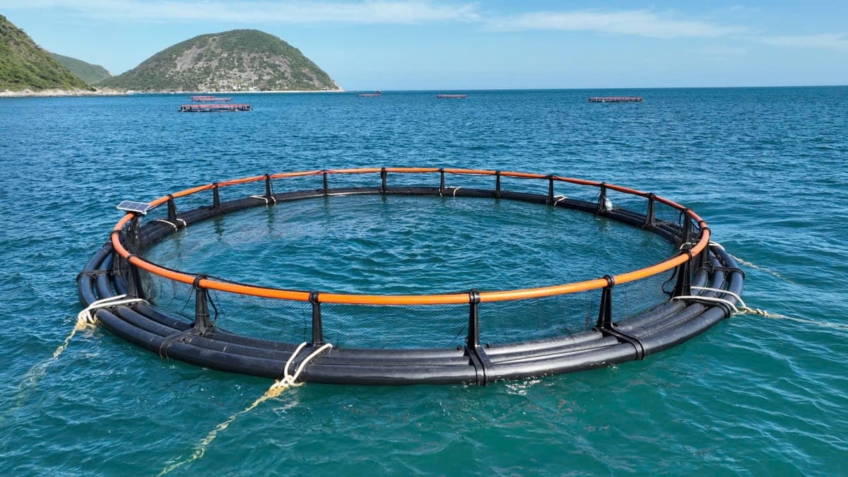 Dùng chiếc lồng kỳ diệu, ngư dân nuôi cá mú lãi gấp 3 lần, hàng trăm triệu đổ về túi- Ảnh 2.