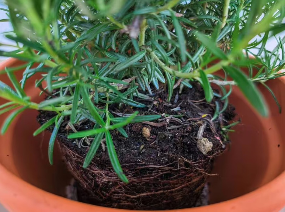 Sai lầm khi trồng cây trong chậu khiến cây nhanh chết: Người mới rất dễ mắc phải- Ảnh 2.