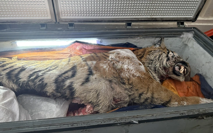 Thái Lan nêu nguyên nhân khiến 72 con hổ chết hàng loạt - Ảnh 3.