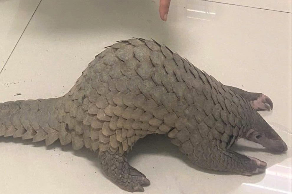 Malaysia: Nấu thịt tê tê cho khách, 3 người khu nghỉ dưỡng đối diện án tù - 3