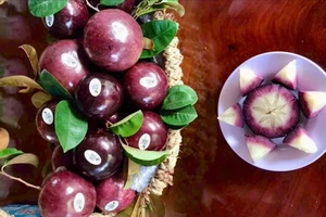 Vườn cây độc lạ thu hút khách dịp Tết ở vùng biên Đồng Tháp 