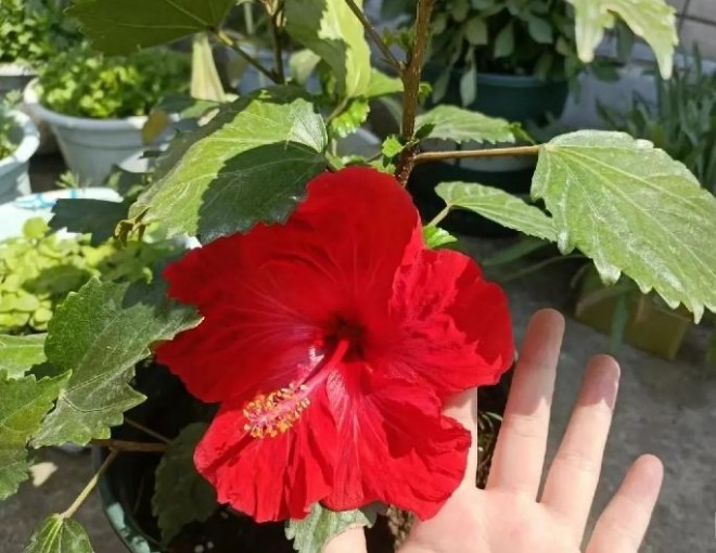 Bàn thờ Thần Tài: 4 loại hoa NÊN cúng, 3 loại phải NÉ xa- Ảnh 6. Bàn thờ Thần Tài: 4 loại hoa NÊN cúng, 3 loại phải NÉ xa- Ảnh 6.