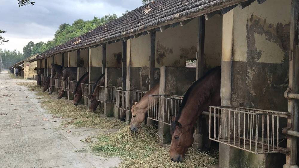 Chuồng ngựa trong trại chăn nuôi Suối Dầu. Ảnh trong bài: DIỄM TRÂM P13-trai ngua Suoi Dau.jpg