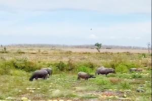 500 sào dưa hấu đã “cọc” 7,5 tỉ đồng bỏ chỏng chơ để trâu bò ăn