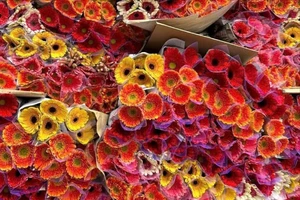 Hoa đồng tiền tăng giá trước ngày vía Thần tài