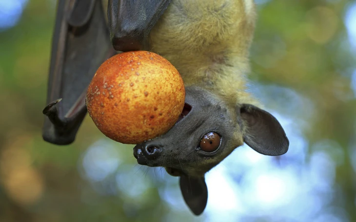 Khánh Hòa siết chặt kiểm dịch cửa khẩu, phòng vi rút Nipah xâm nhập - Ảnh 3.