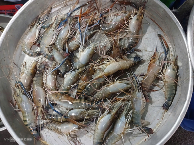 50.000 đồng một con tôm càng xanh loại 100gram một con tại chợ Xóm Mới, phường An Hội Đông sáng  26/2. Ảnh: Thi Hà
