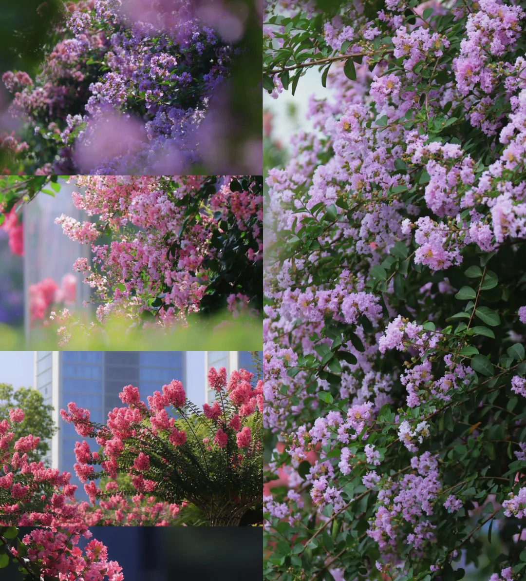 Dù giàu hay nghèo, trước khi trồng cây trong sân hãy nhớ 3 điều nên làm - 4 điều tuyệt đối tránh để khỏi “rước” rắc rối về nhà- Ảnh 3.