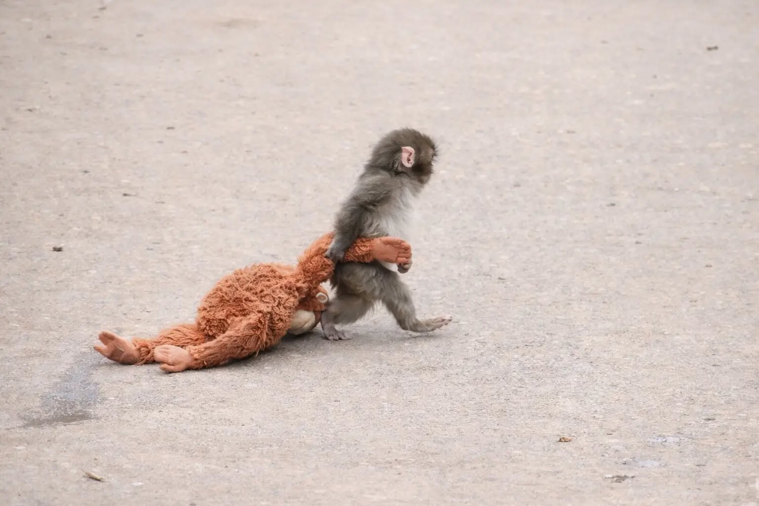 khỉ Punch - Ảnh 2.