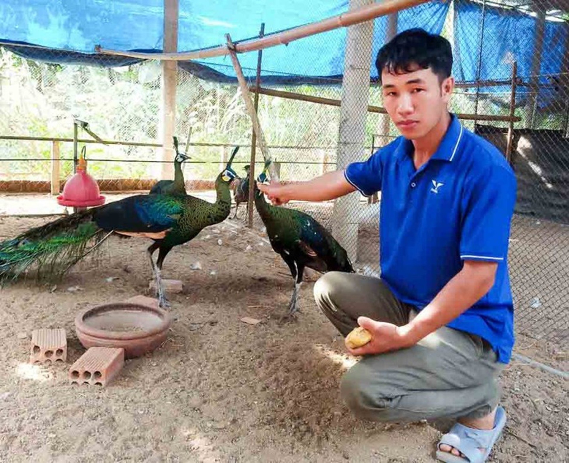 Bỏ phố về quê nuôi loài chim quý hiếm, anh kỹ sư thu lãi 1 tỷ đồng/năm- Ảnh 2.