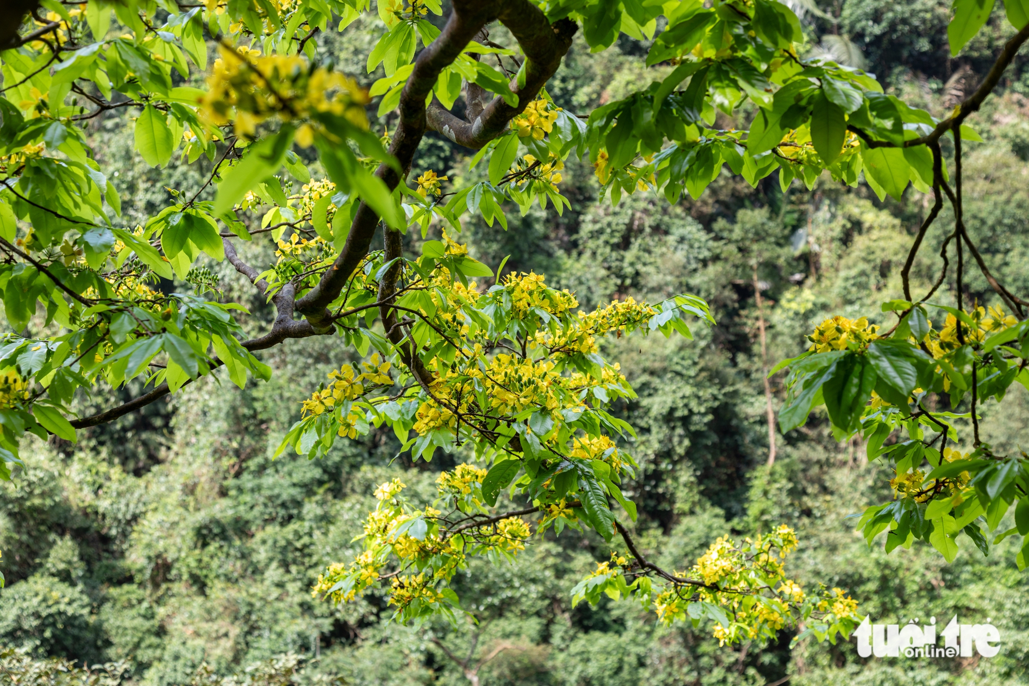 Lạc giữa rừng mai vàng cổ thụ trăm tuổi ở đại ngàn Quảng Trị 2 mai rừng - Ảnh 2.