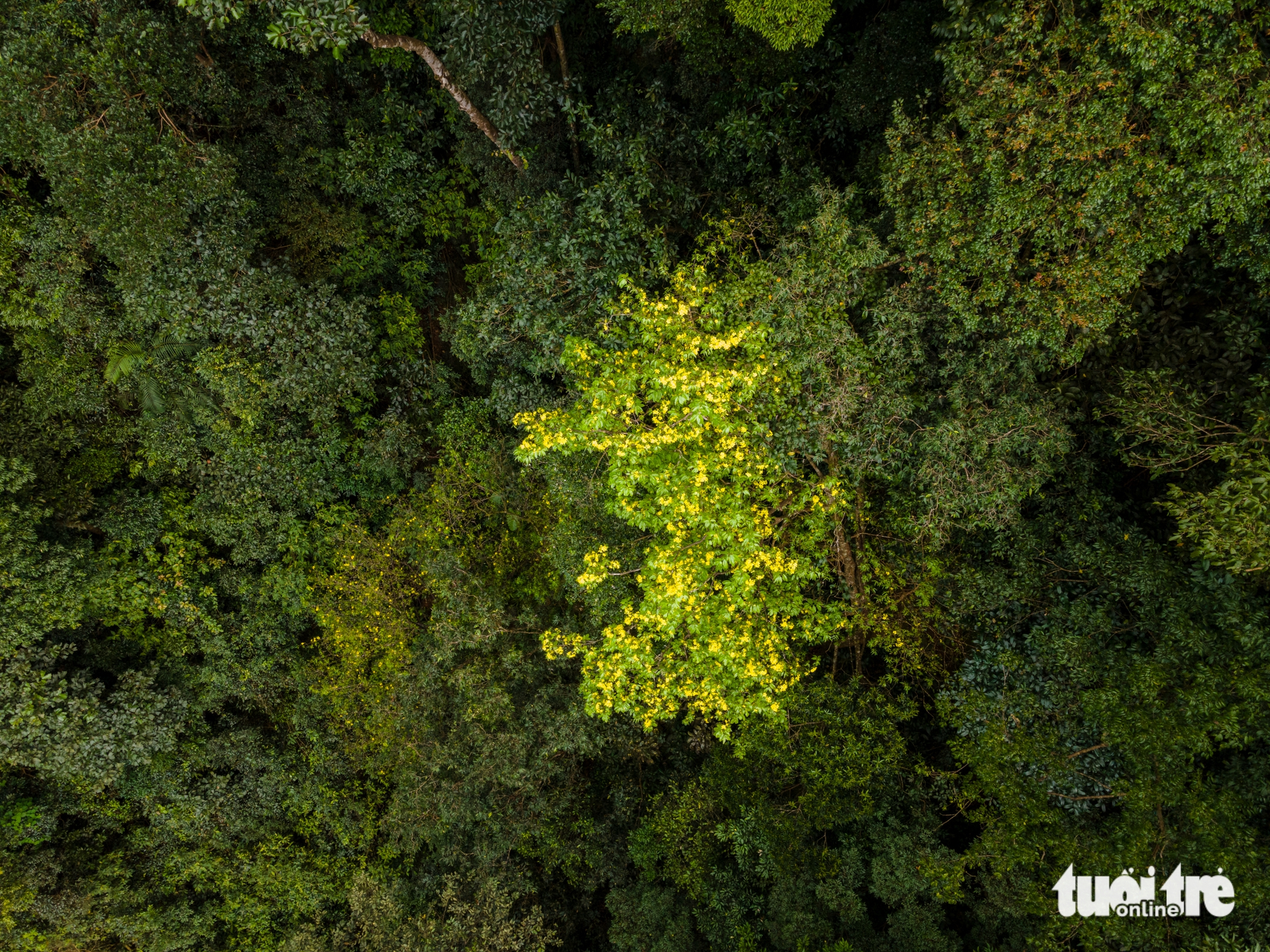 Lạc giữa rừng mai vàng cổ thụ trăm tuổi ở đại ngàn Quảng Trị 3 mai rừng - Ảnh 3.